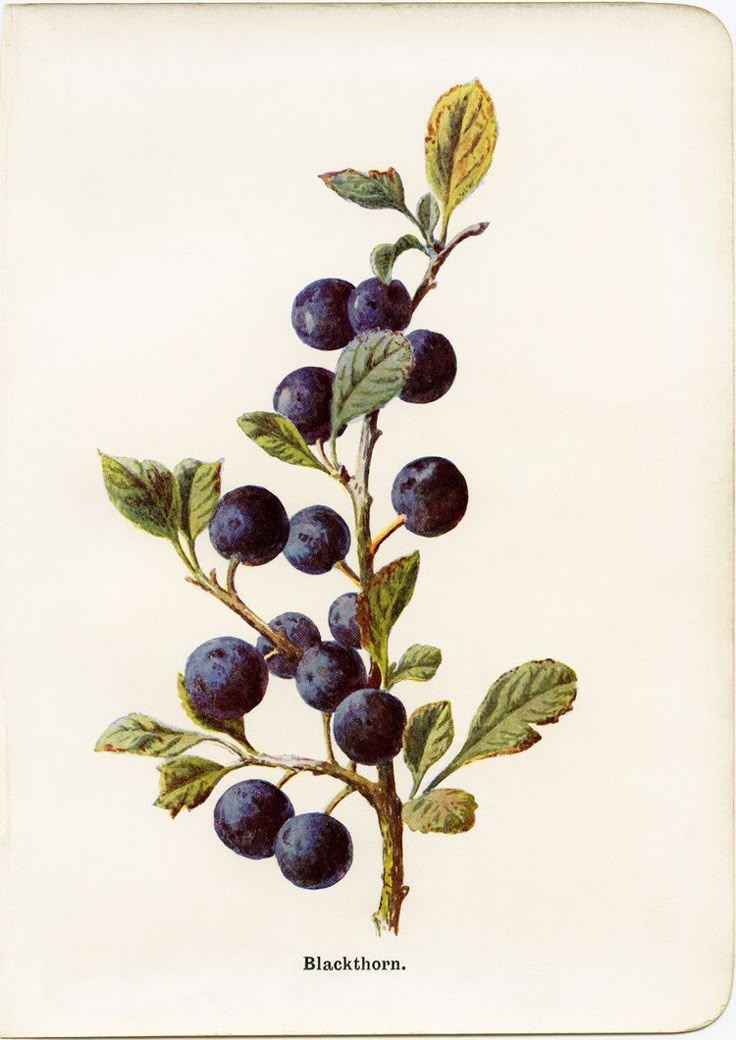 arandanos